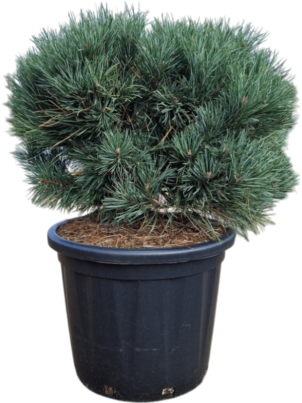 Pinus sylvestris 'Watereri'
