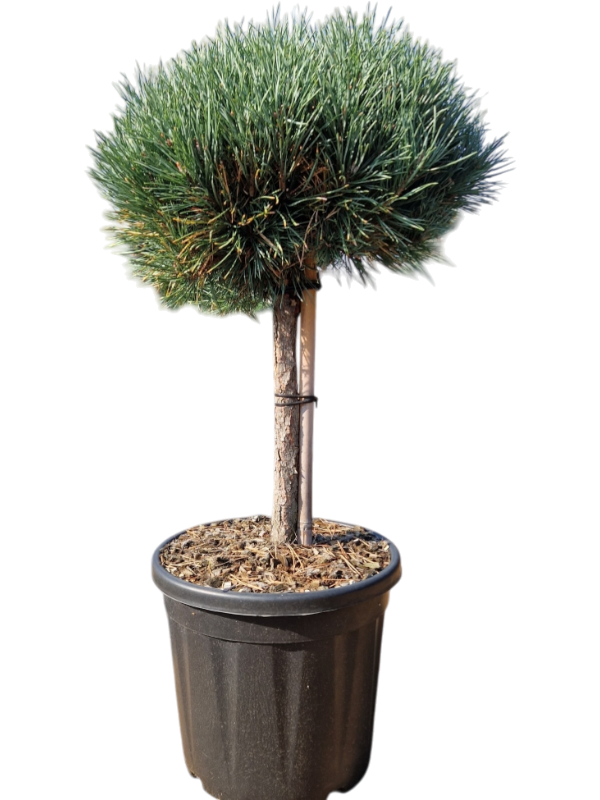 Pinus sylvestris 'Watereri'