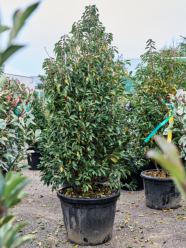 Prunus lusitanica 'Angustifolia' (200-220)