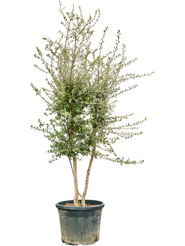 Quercus suber