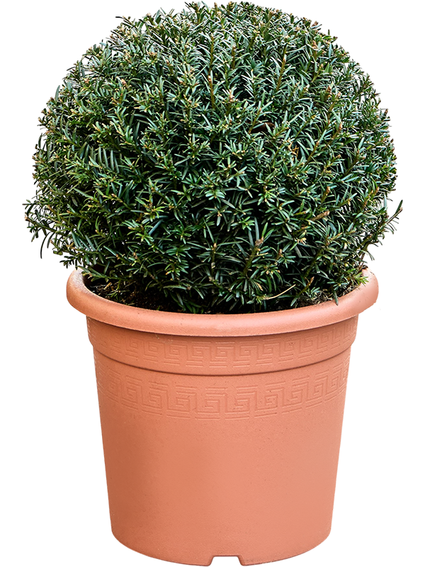 Taxus baccata