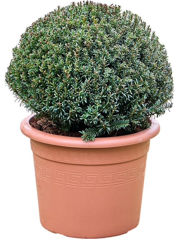 Taxus baccata
