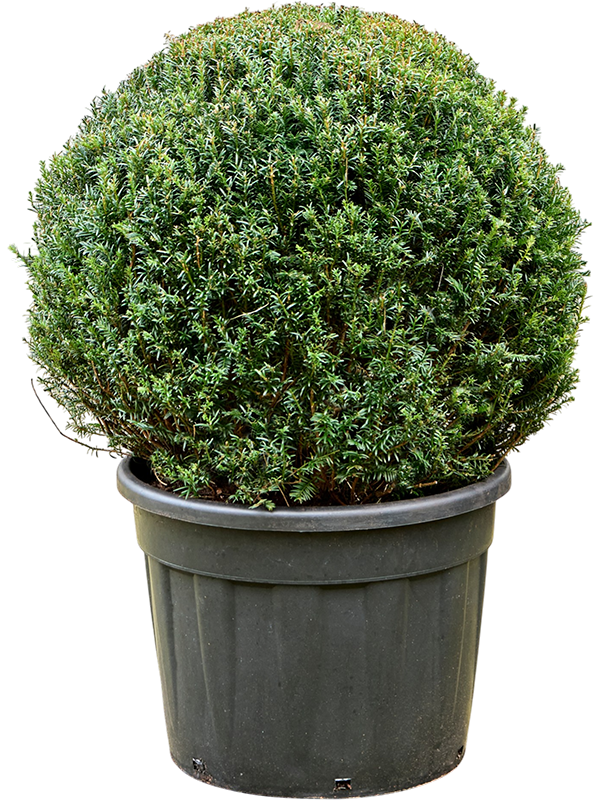 Taxus baccata