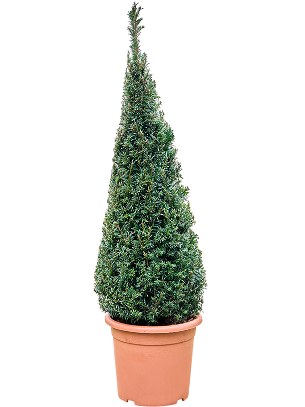Taxus baccata