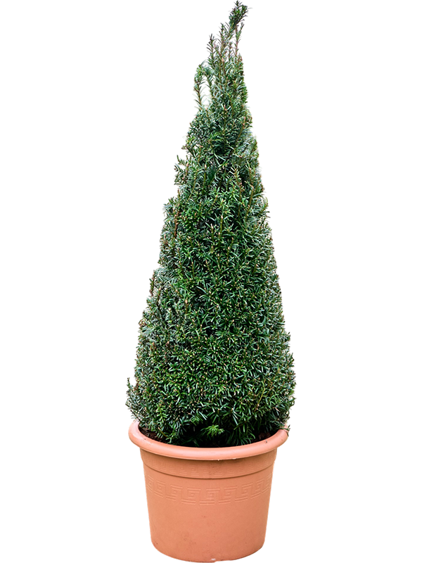 Taxus baccata