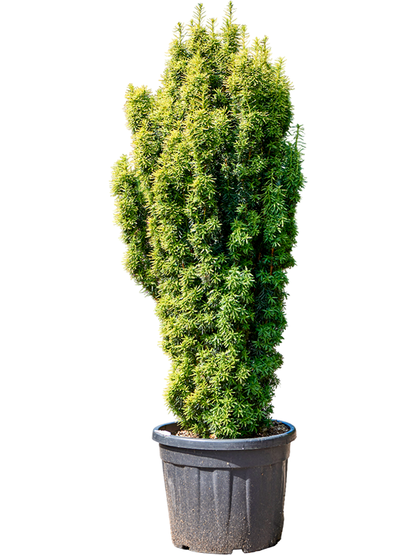 Taxus baccata 'Fastigiata Aurea' (170-190)