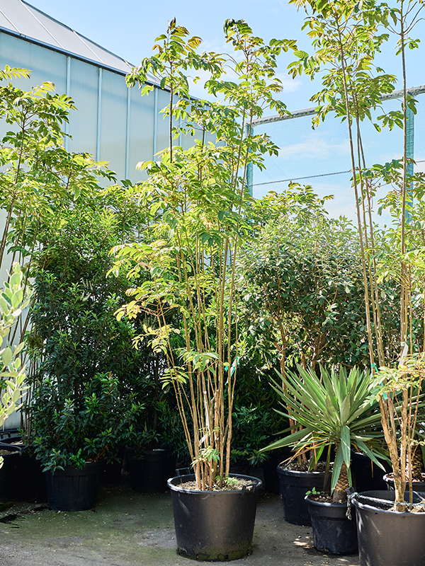 Toona sinensis 'Flamingo' (280-360)