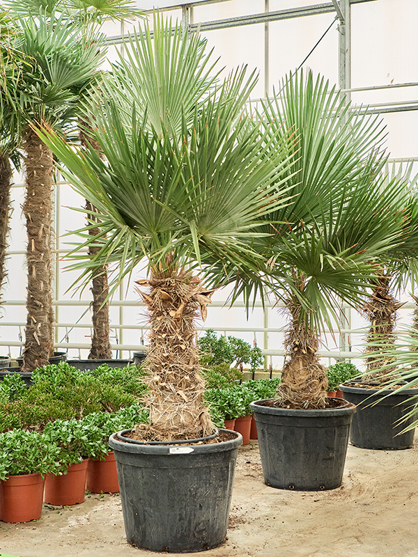 Trithrinax brasiliensis (210-230)