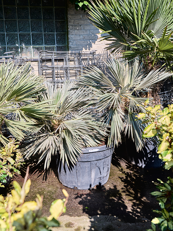 Trithrinax campestris (140-160)