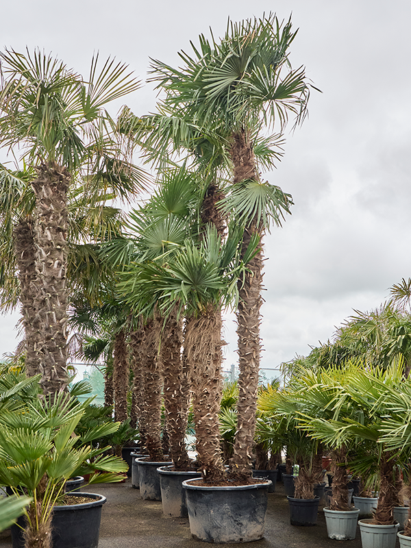 Trachycarpus fortunei (575-625)