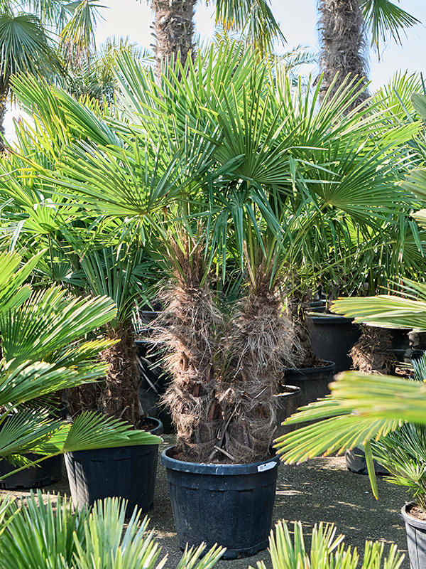 Trachycarpus fortunei (190-240)