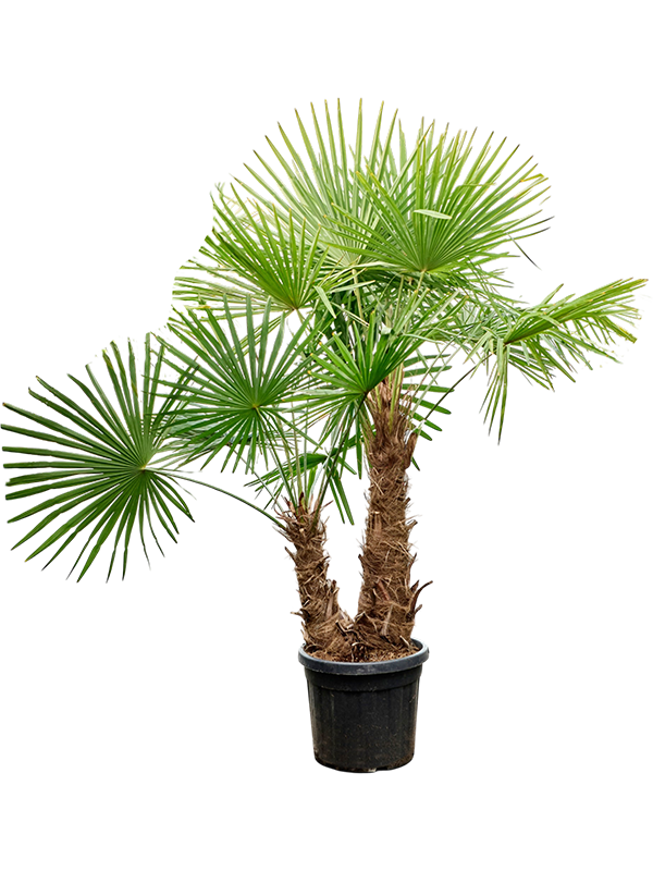 Trachycarpus fortunei (200-260)