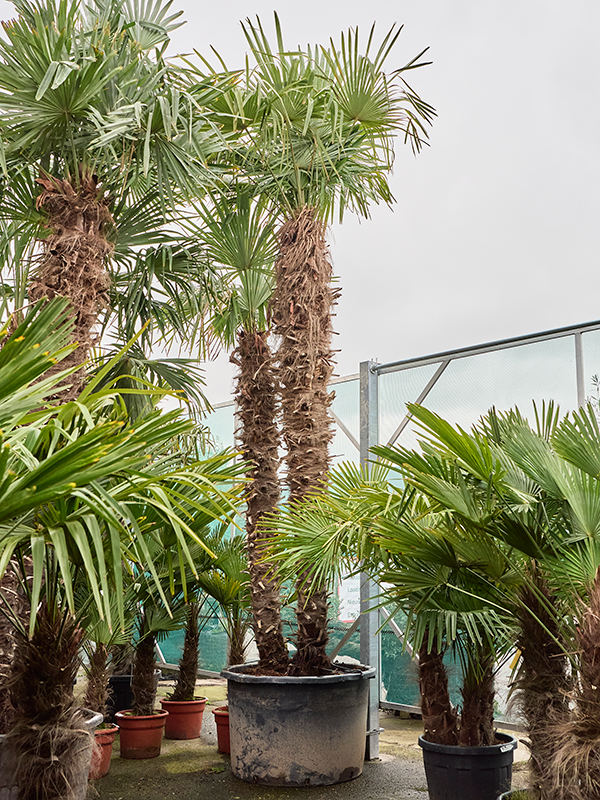 Trachycarpus fortunei (475-500)