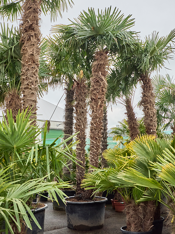Trachycarpus fortunei (525-575)