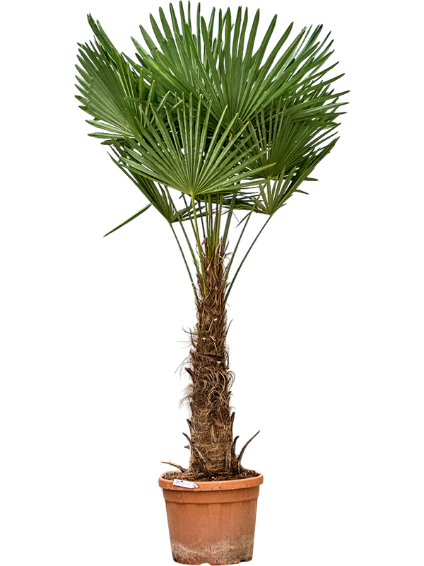 Trachycarpus fortunei (190-230)