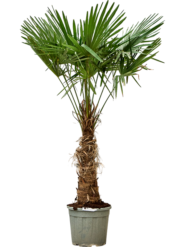 Trachycarpus fortunei (160-200)