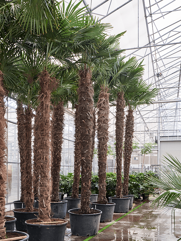 Trachycarpus fortunei (520-580)