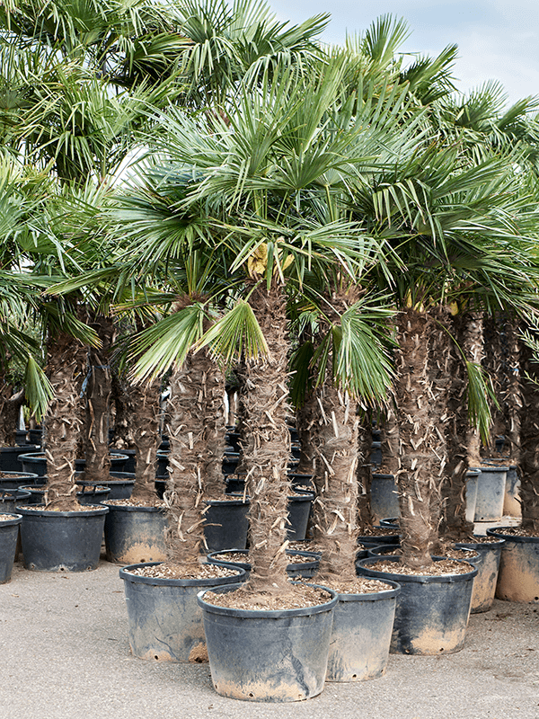 Trachycarpus fortunei (260-300)