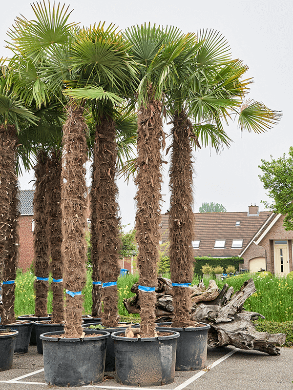 Trachycarpus fortunei
