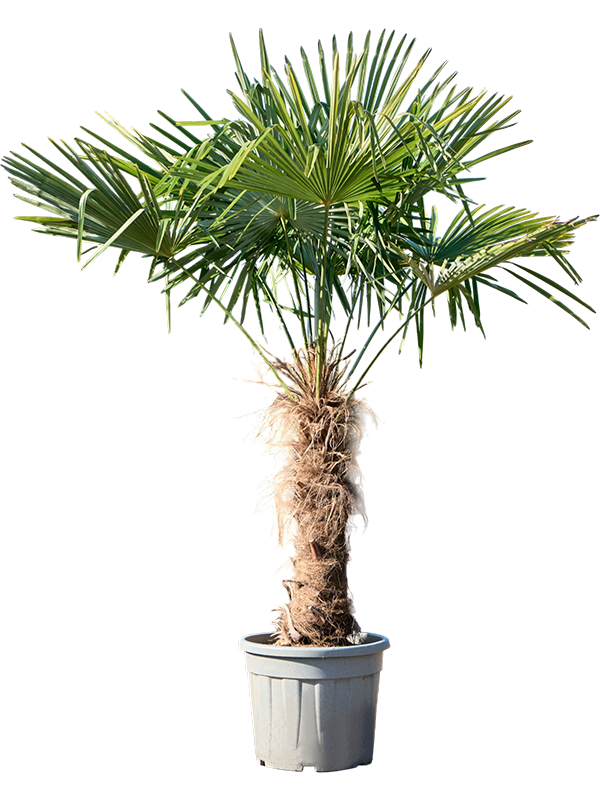 Trachycarpus fortunei (180-200)
