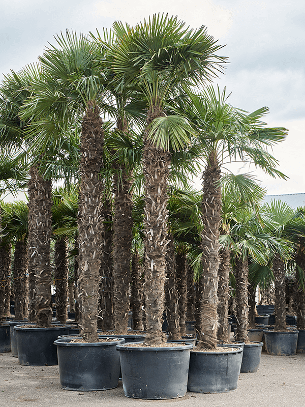 Trachycarpus fortunei (520-560)