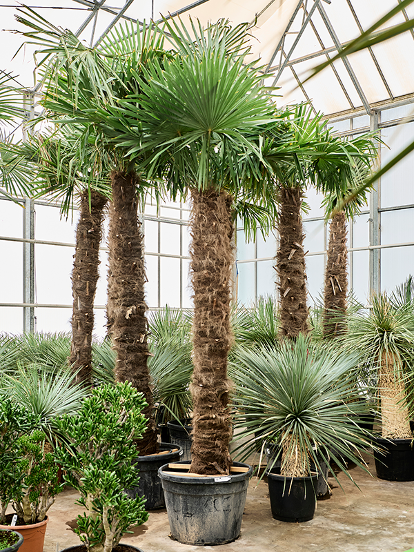 Trachycarpus fortunei (350-400)