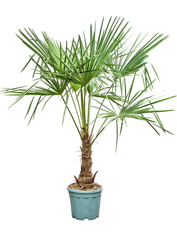 Trachycarpus fortunei (160-200)