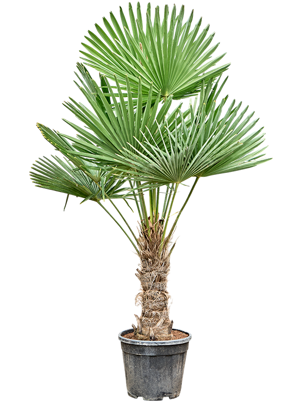 Trachycarpus fortunei