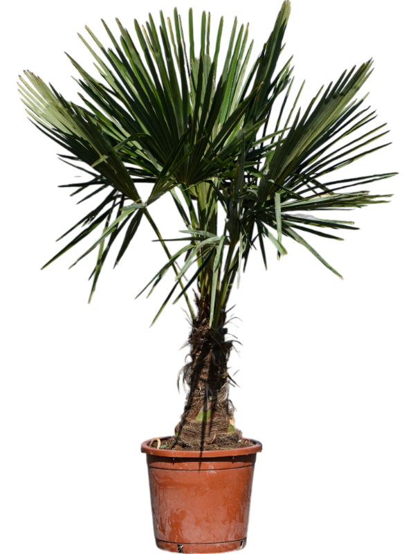Trachycarpus fortunei (130-160)