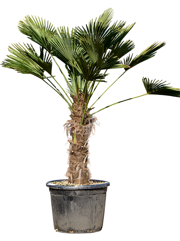 Trachycarpus wagnerianus