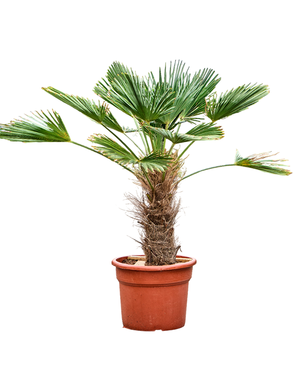 Trachycarpus wagnerianus