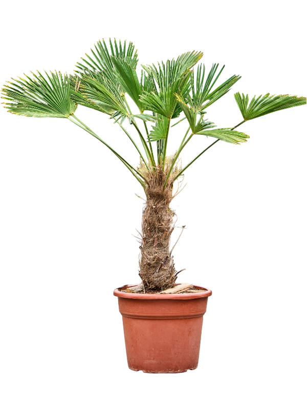Trachycarpus wagnerianus