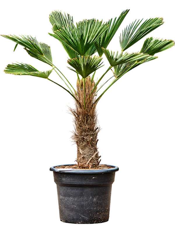 Trachycarpus wagnerianus