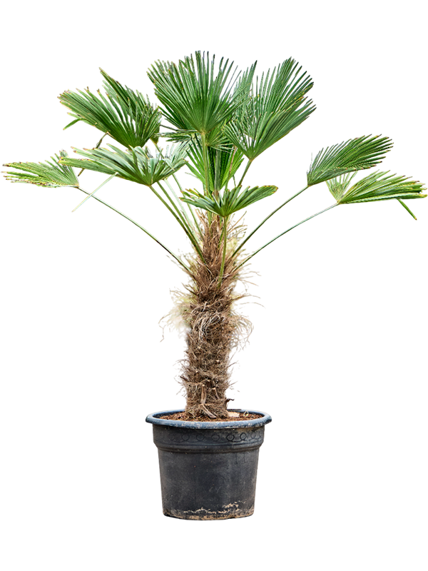 Trachycarpus wagnerianus