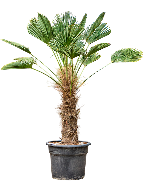 Trachycarpus wagnerianus
