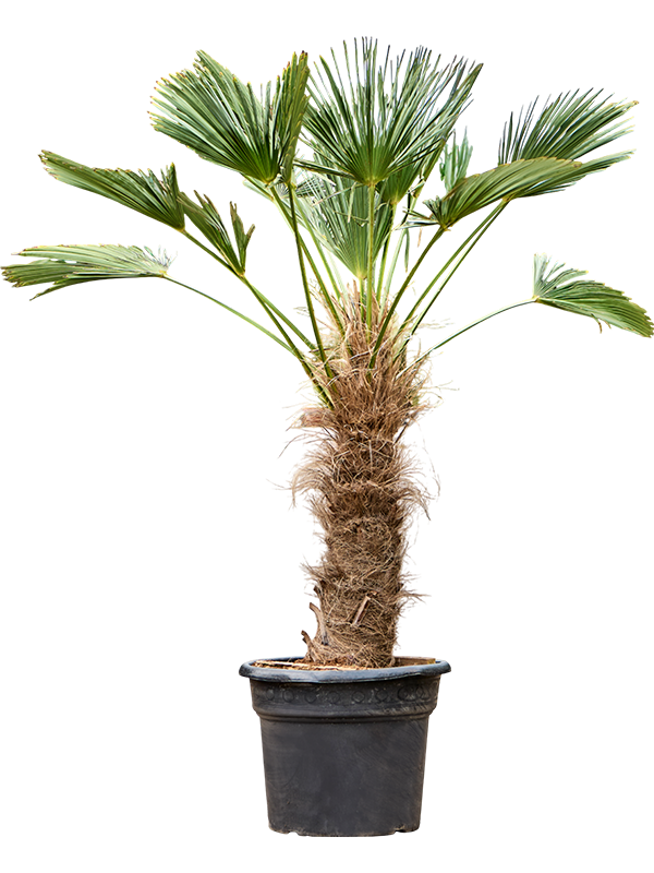 Trachycarpus wagnerianus
