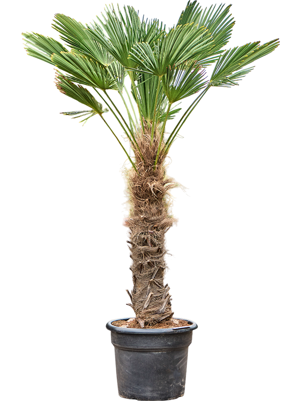 Trachycarpus wagnerianus