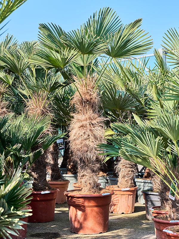Trachycarpus wagnerianus (210-240)