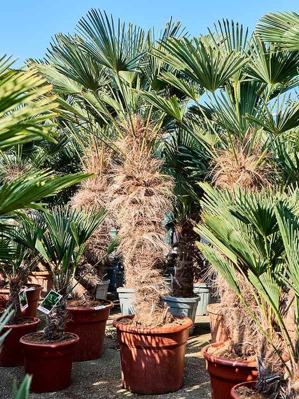 Trachycarpus wagnerianus (210-240)