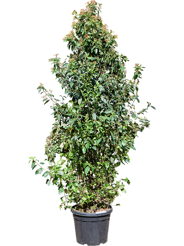Viburnum tinus 'Spirit' (220-260)