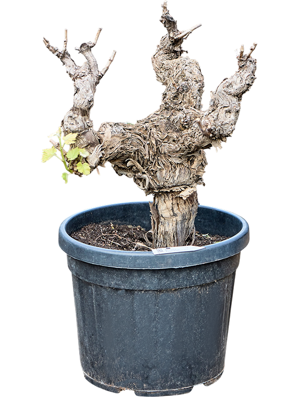 Vitis vinifera (80-100)