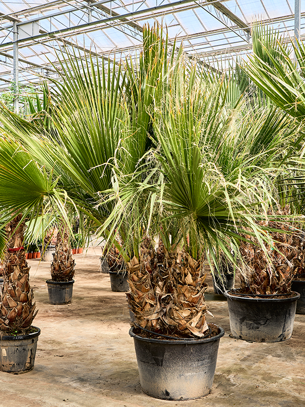 Washingtonia filifera (330-390)