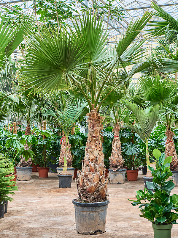 Washingtonia robusta (275-325cm)
