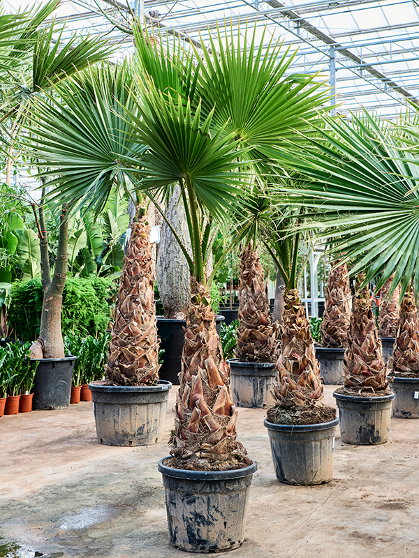 Washingtonia robusta 'Hybrid' (240-320)