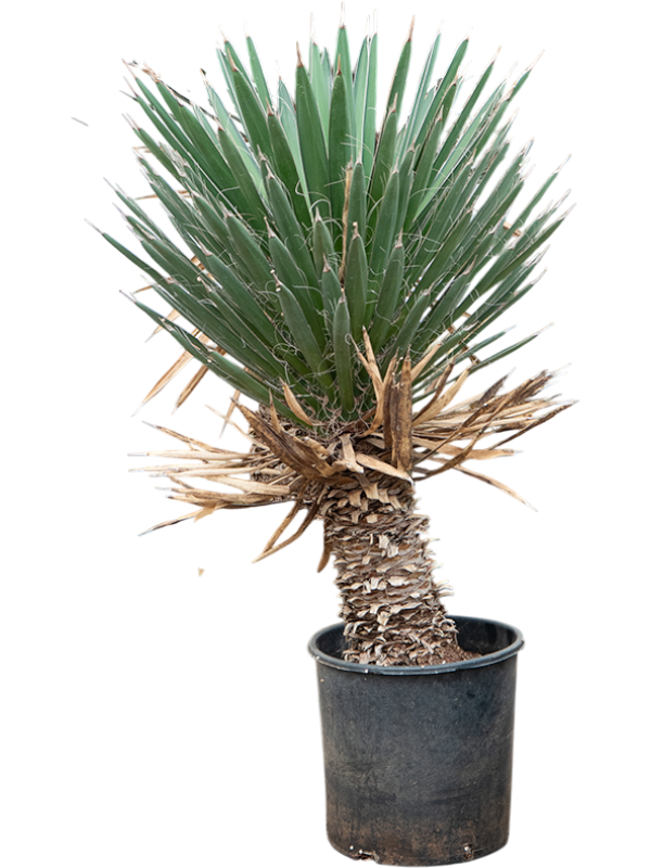 Yucca filifera