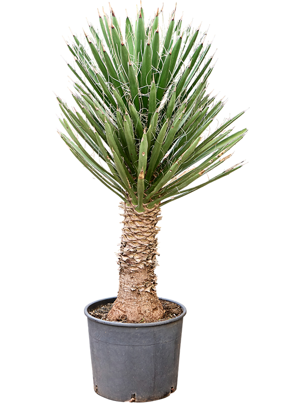 Yucca filifera