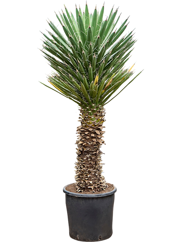 Yucca filifera