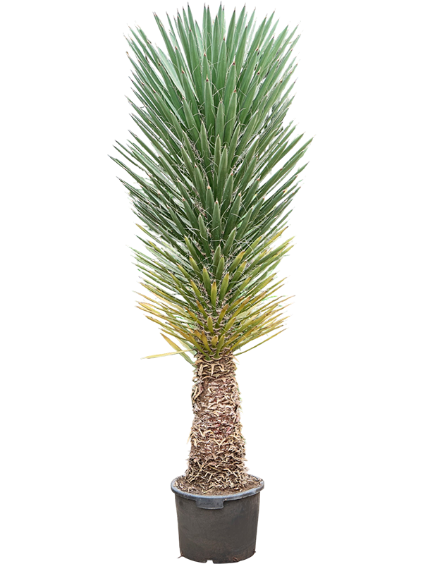 Yucca filifera