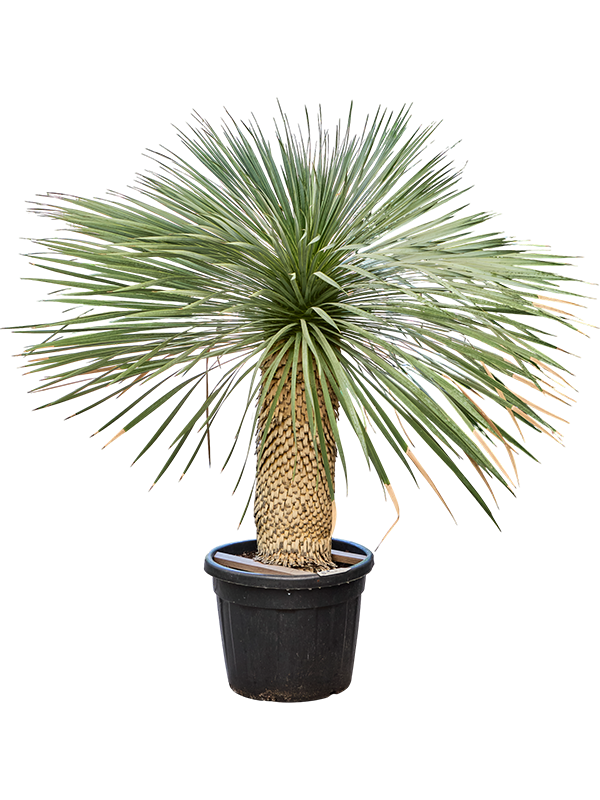 Yucca rostrata (190-200)