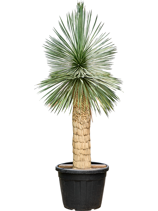 Yucca rostrata (210-230)